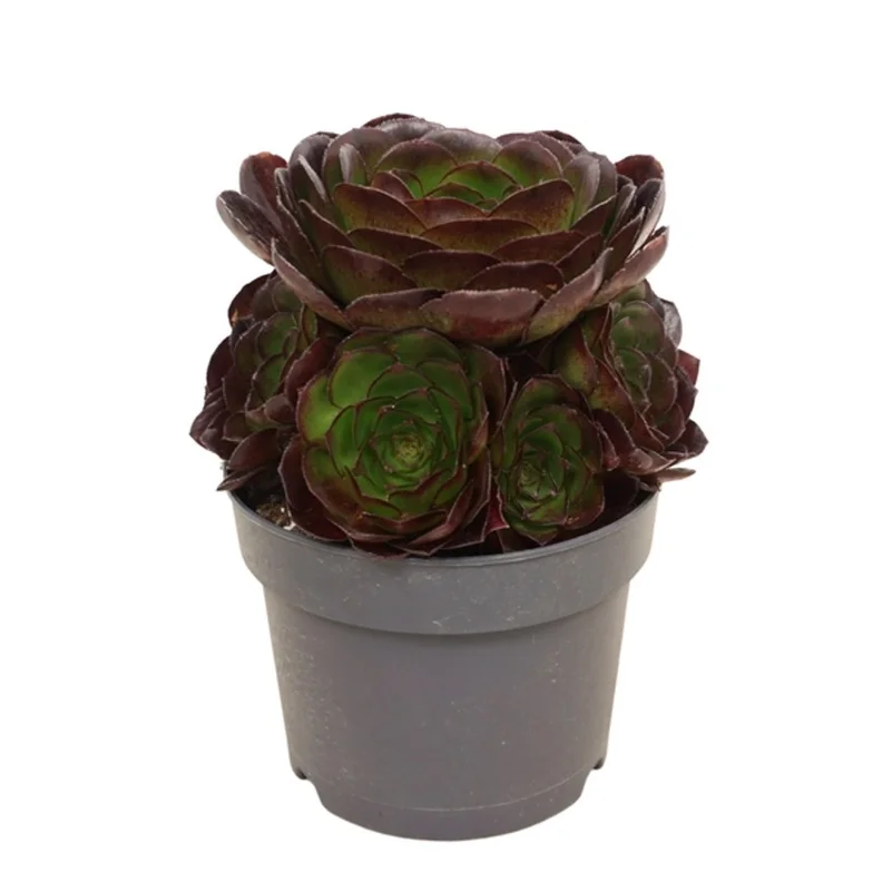 littleshopofhorrors2991982