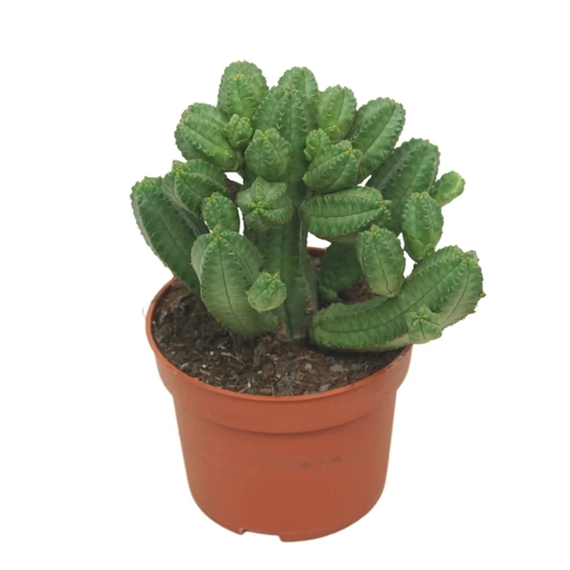 littleshopofhorrors2992059