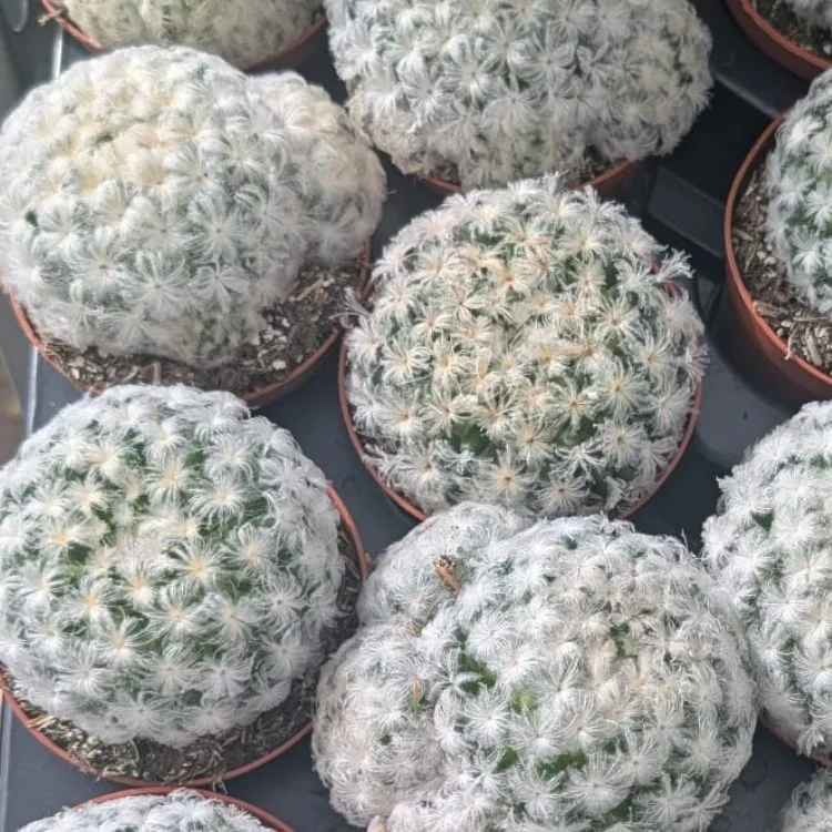 littleshopofhorrors2992300