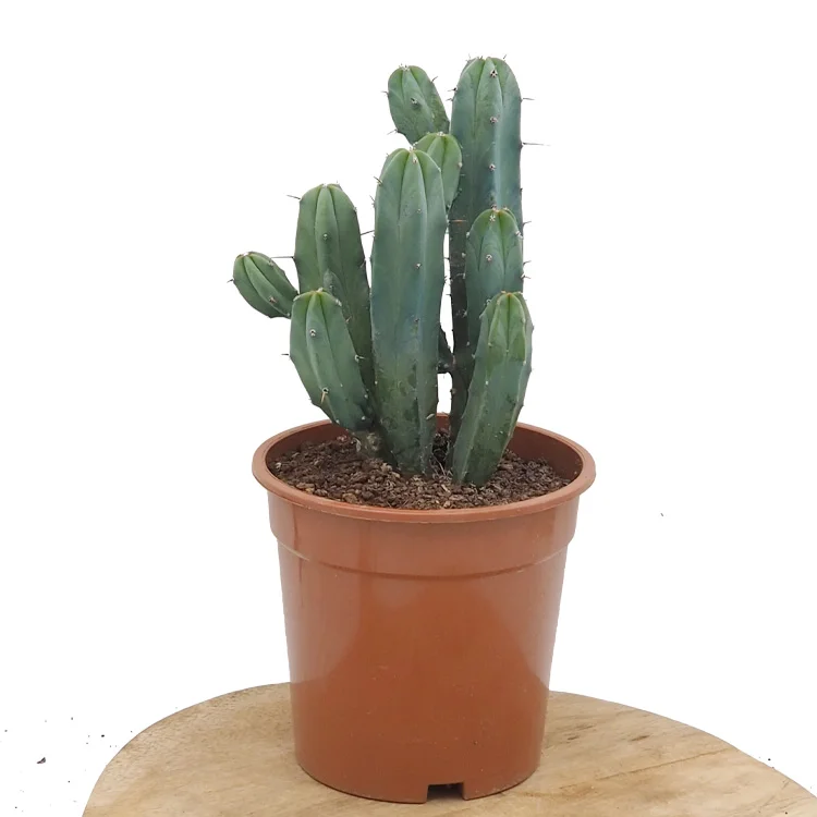 littleshopofhorrors2992342