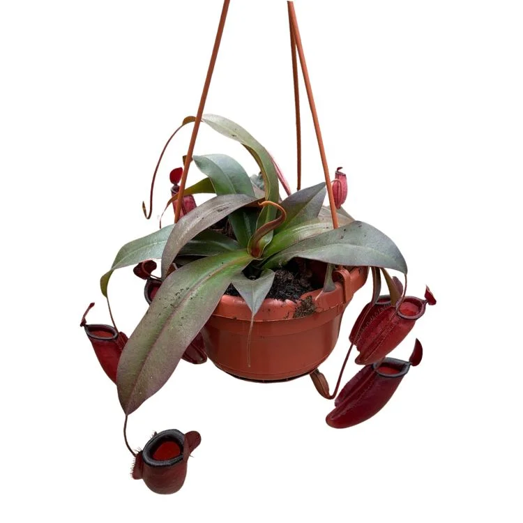 littleshopofhorrors2992612