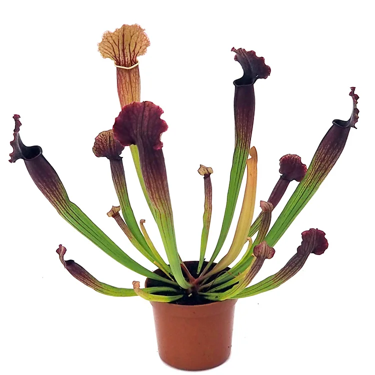 littleshopofhorrors2992655