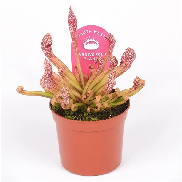 littleshopofhorrors2992693
