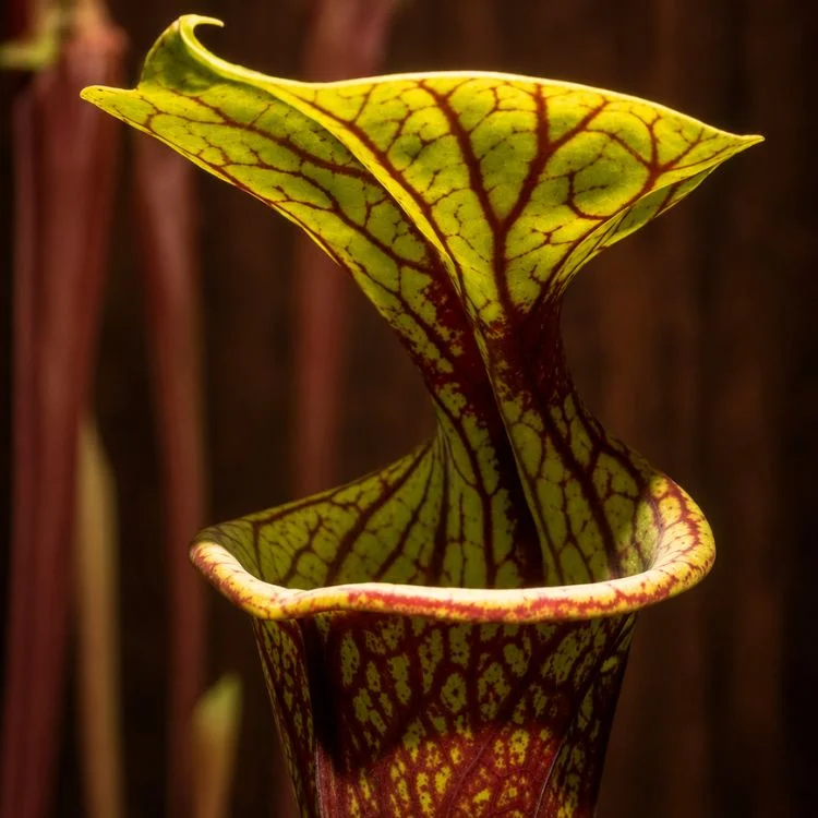 littleshopofhorrors2992886