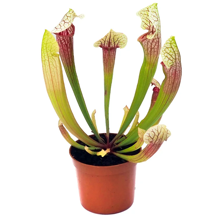 littleshopofhorrors2993184