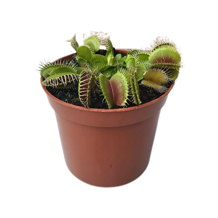 littleshopofhorrors2993224