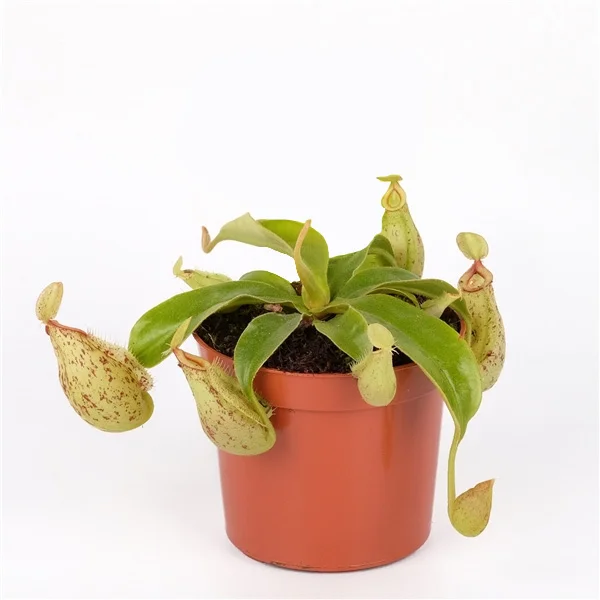 littleshopofhorrors2993306