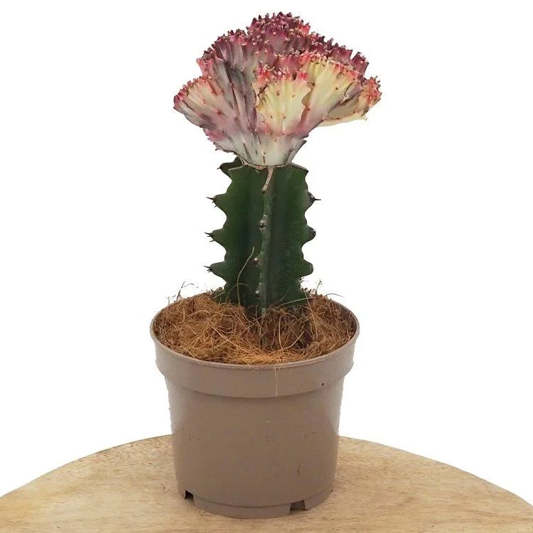 littleshopofhorrors2993429