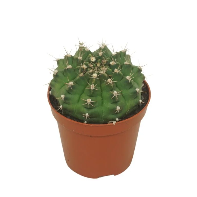 littleshopofhorrors2993470