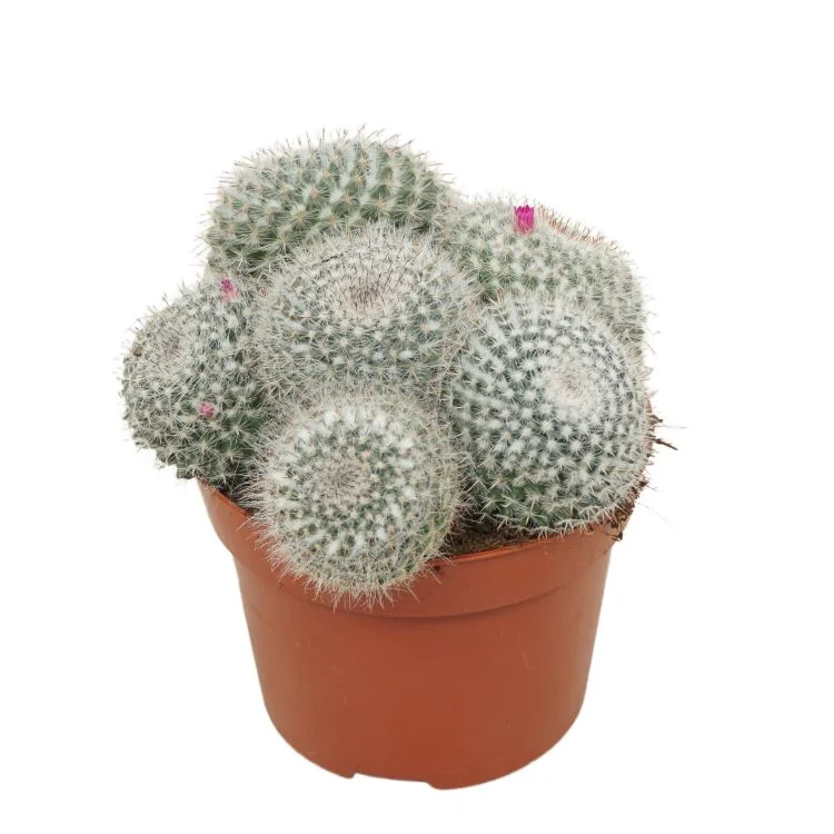 littleshopofhorrors2993512