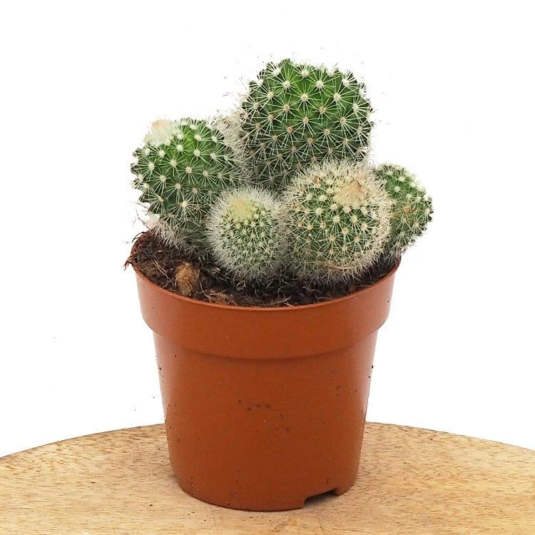 littleshopofhorrors2993544