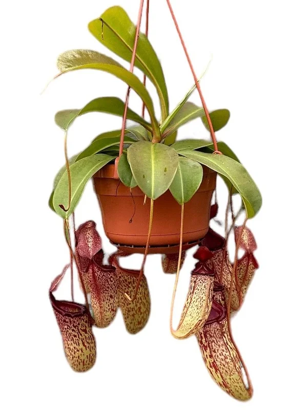 littleshopofhorrors2993665