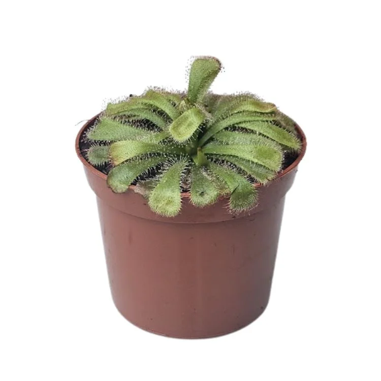 littleshopofhorrors2993748