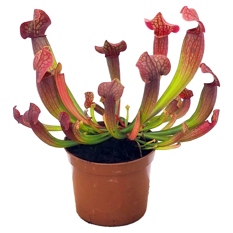 littleshopofhorrors2993795
