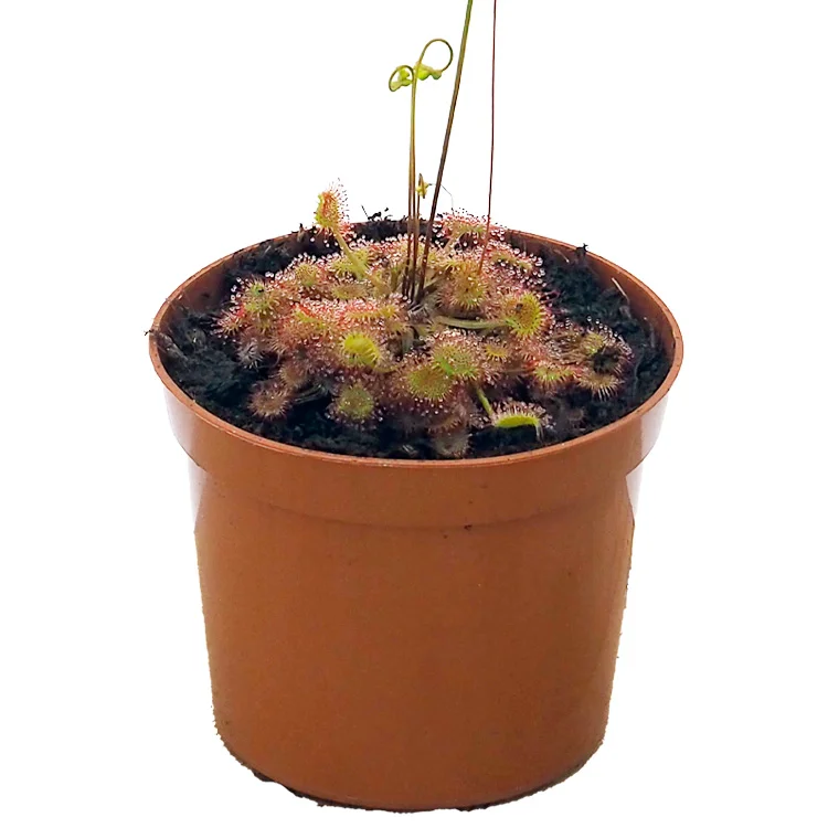 littleshopofhorrors2993839