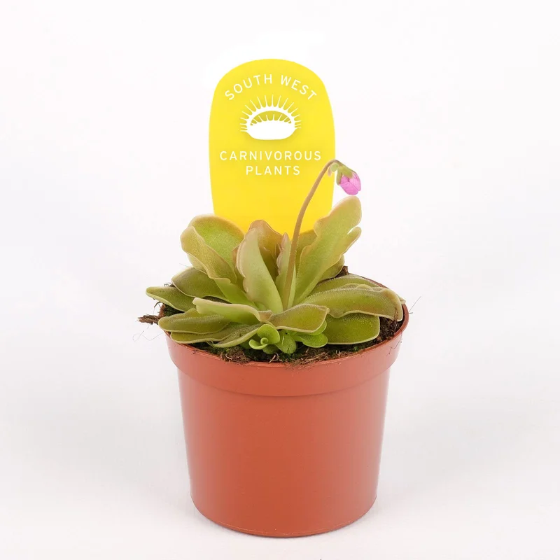 littleshopofhorrors2993915