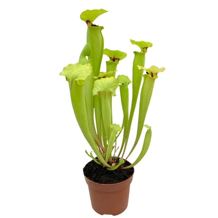 littleshopofhorrors2994029