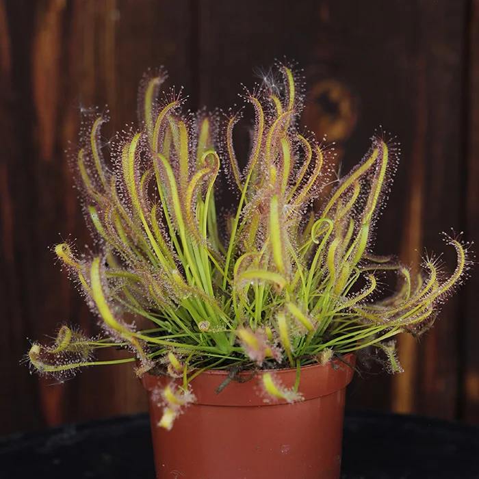 littleshopofhorrors2994159