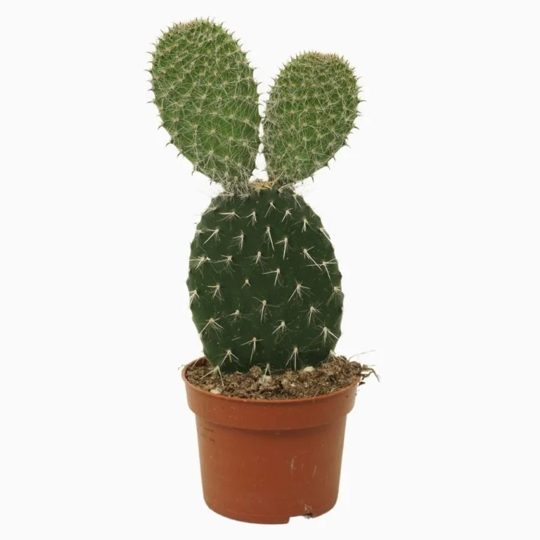 littleshopofhorrors2994244