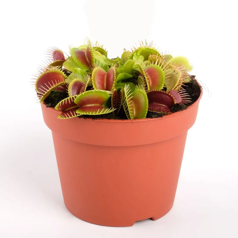 littleshopofhorrors2994319