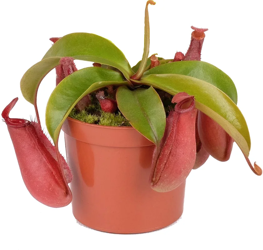 littleshopofhorrors2994519