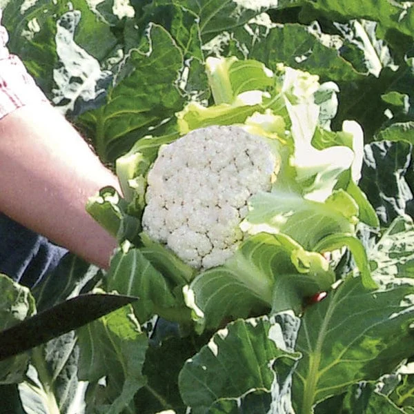 mr-fothergills2984706
