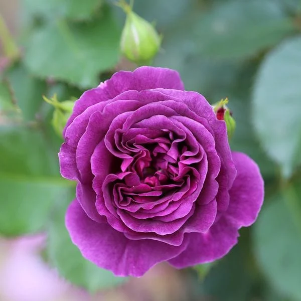 mr-fothergills3006157