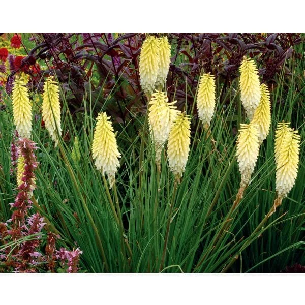 mr-fothergills3008563