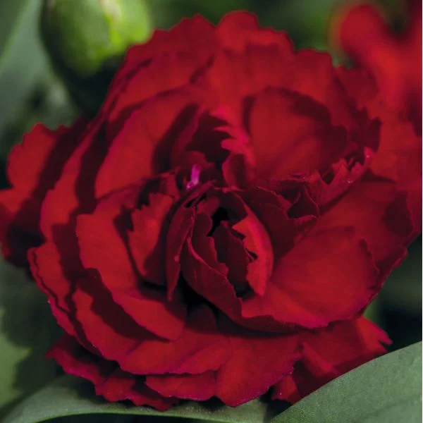mr-fothergills3009673