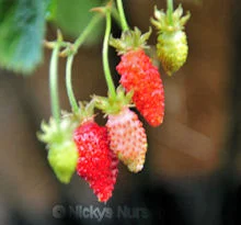 nickys-nursery2976874