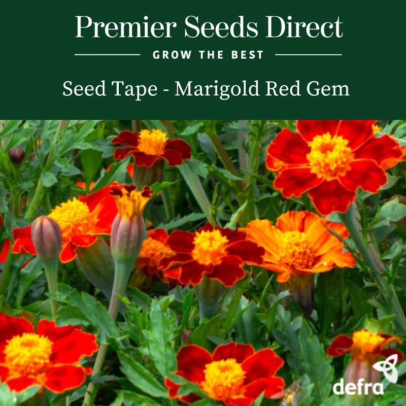 premierseedsdirect2933890