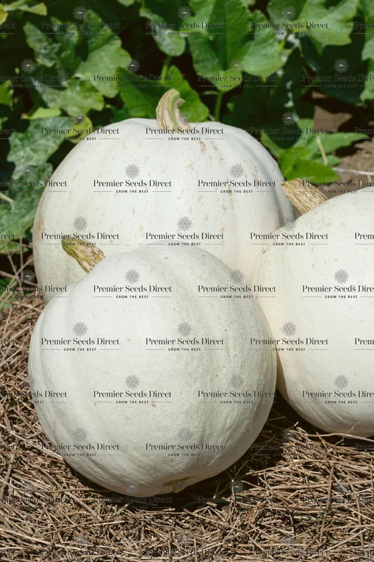 premierseedsdirect2934025