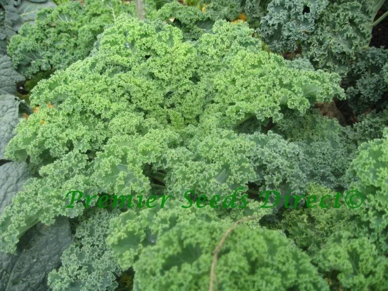 premierseedsdirect2934454