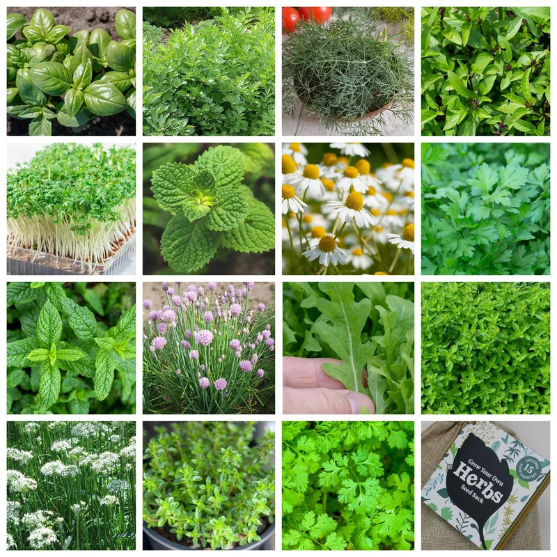 premierseedsdirect2938587