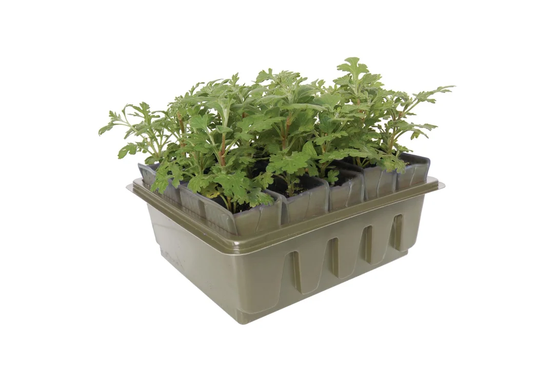 premierseedsdirect2940450