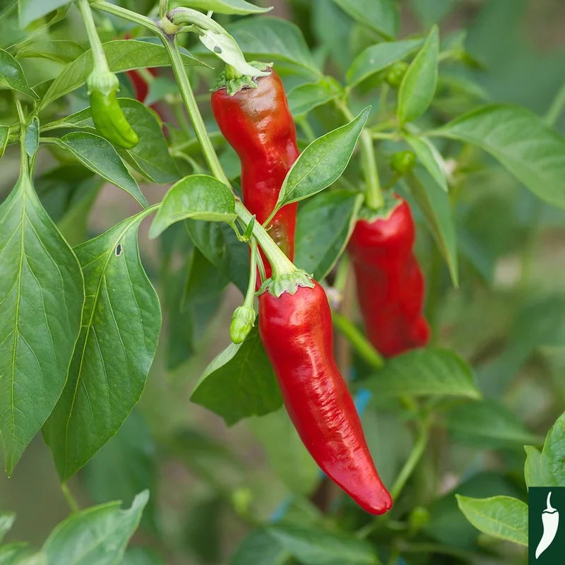 premierseedsdirect2944591
