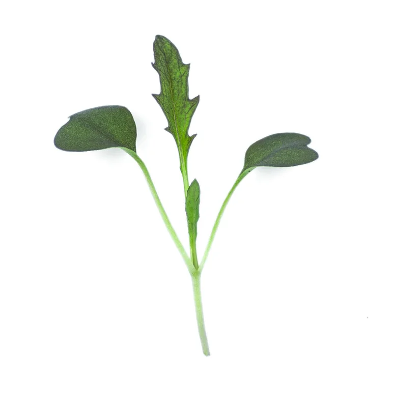 premierseedsdirect2948666