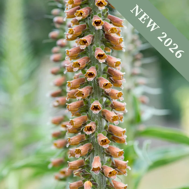 premierseedsdirect2951802