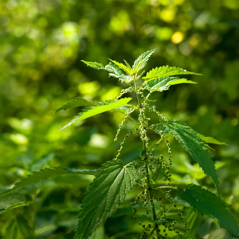 premierseedsdirect2954915