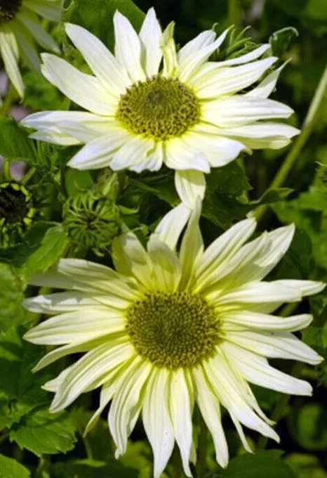 premierseedsdirect2955427