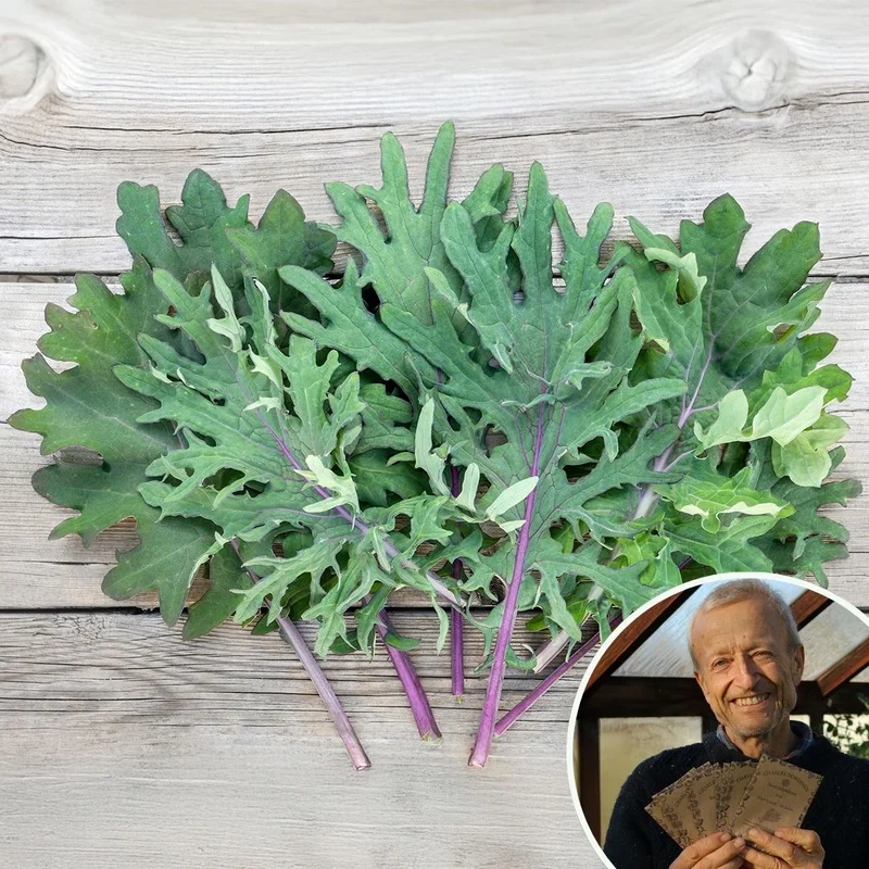 premierseedsdirect2955625
