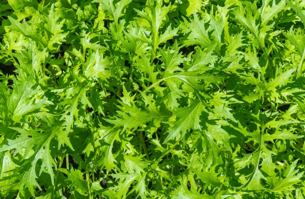 premierseedsdirect2960141