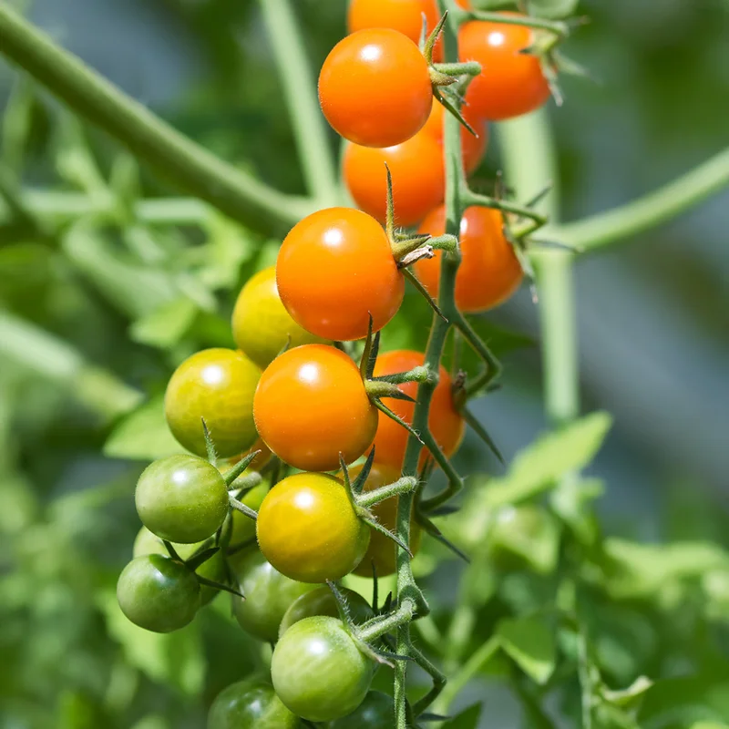 premierseedsdirect2960179