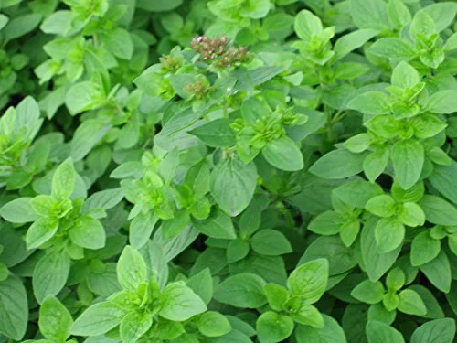 premierseedsdirect2961884