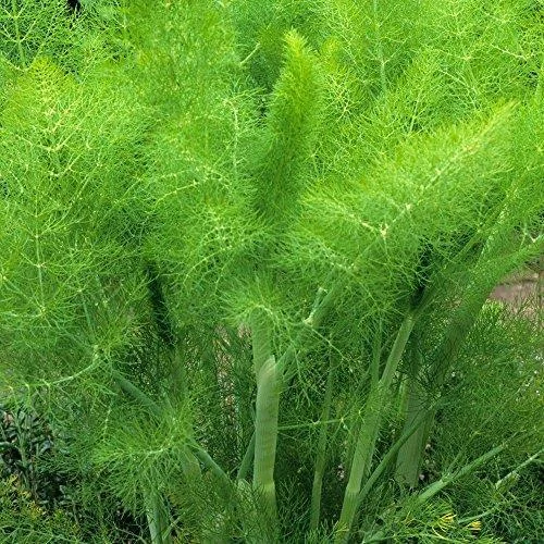 premierseedsdirect2963426