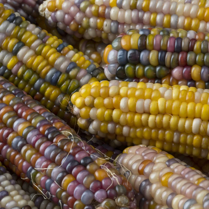 premierseedsdirect2967307