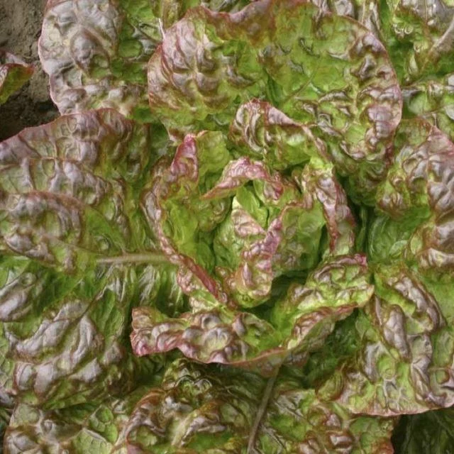 premierseedsdirect2968052