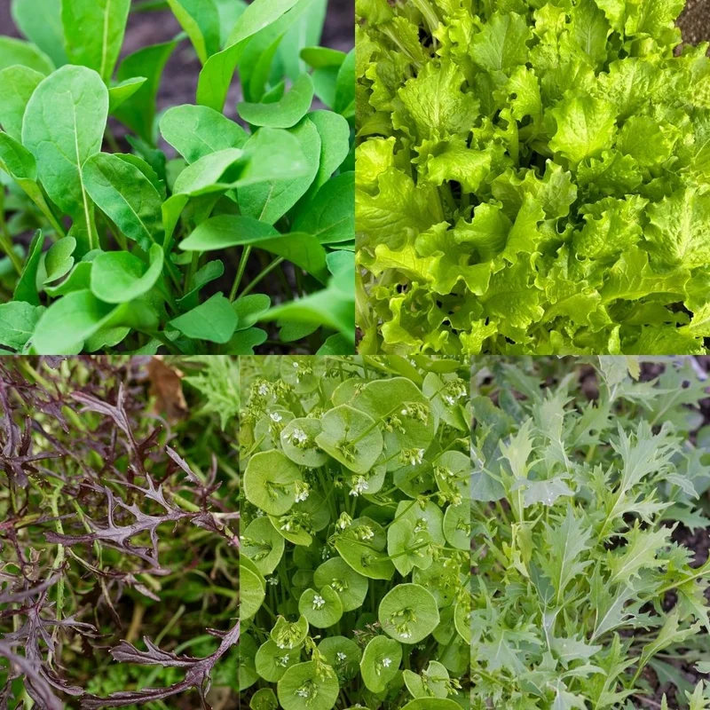premierseedsdirect2970339