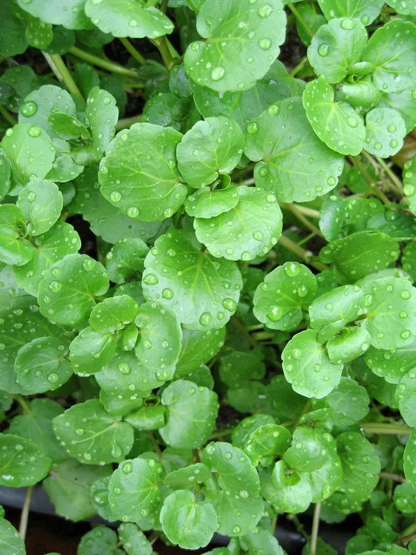 premierseedsdirect2972009