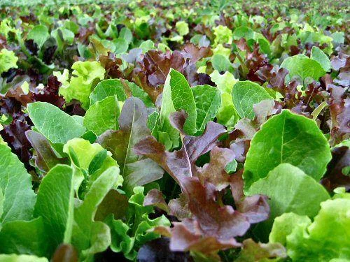 premierseedsdirect2972607